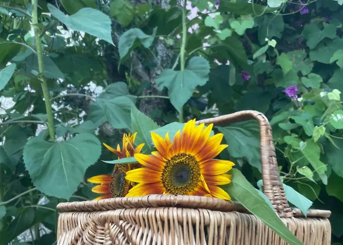 Altavista Bed and breakfast 4*